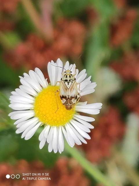 Lygus pratensis - változó mezeipoloska