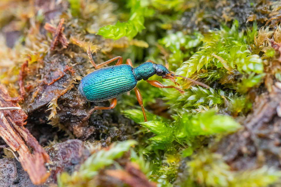 Drypta dentata - atlaszfutó