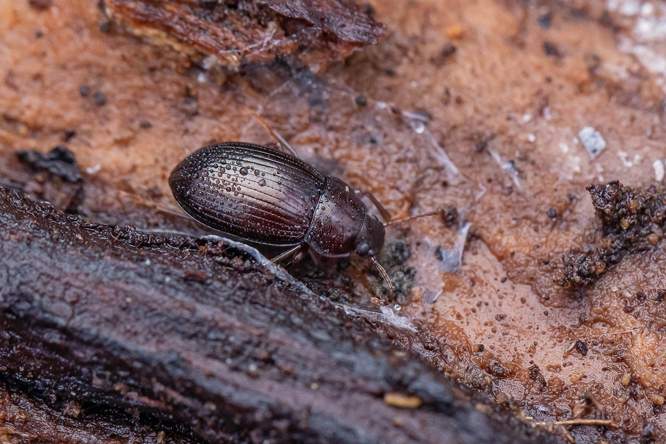 Nalassus dermestoides - rövidszárnyú gyászbogár