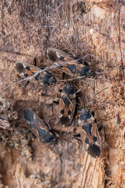 Rhyparochromus vulgaris - közönséges díszesbodobács