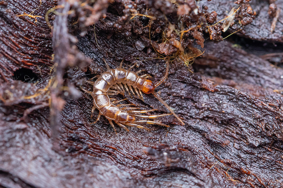 Lithobiidae