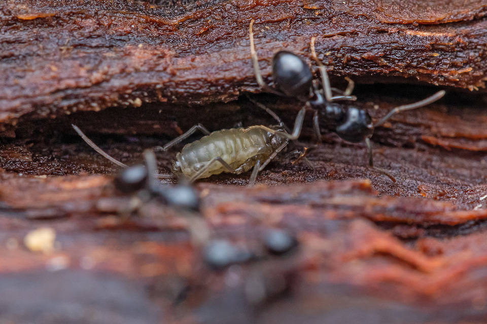 Stomaphis