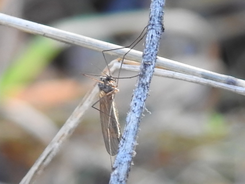 Trichocera