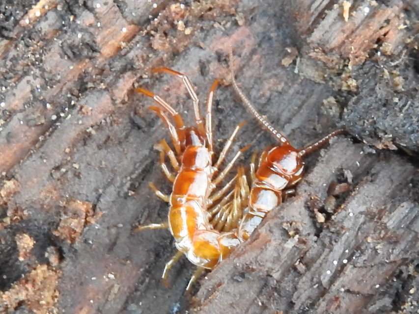 Lithobiidae