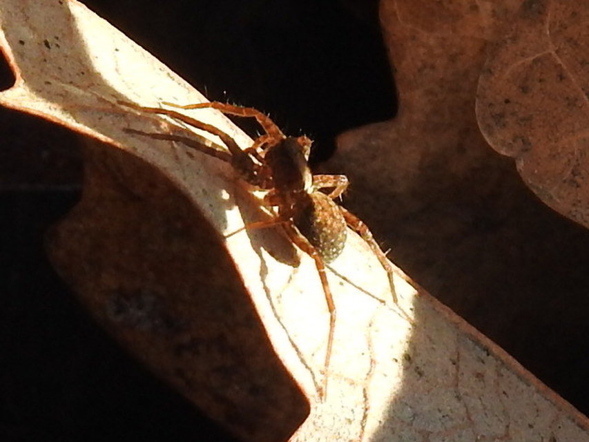 Pardosa alacris/lugubris