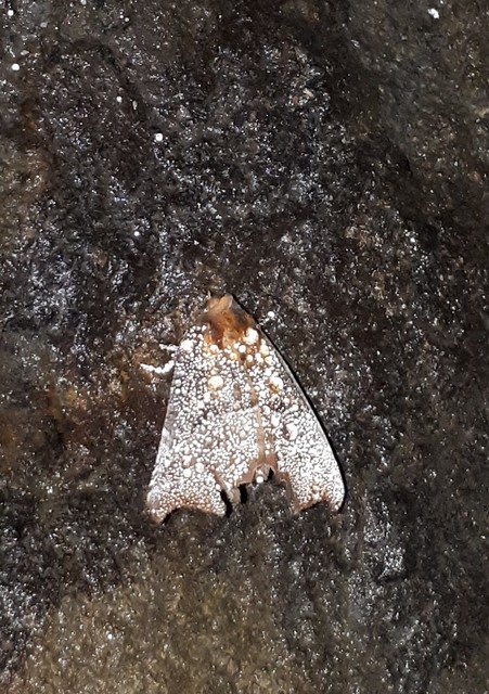 Scoliopteryx libatrix - vörös csipkésbagoly