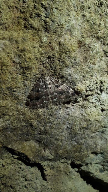 Triphosa dubitata - kutyabenge-araszoló
