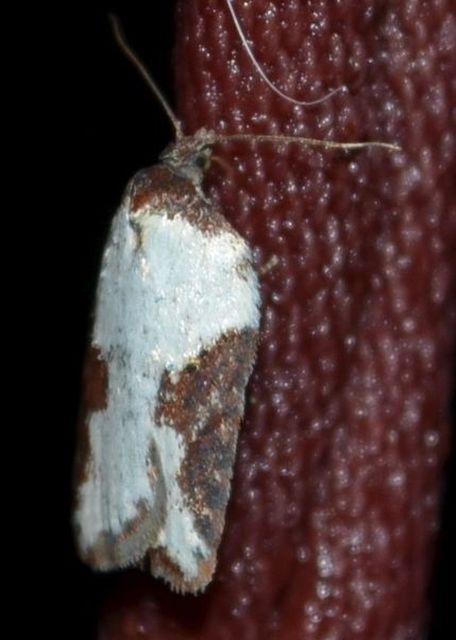 Acleris sparsana - hamvas levélmoly