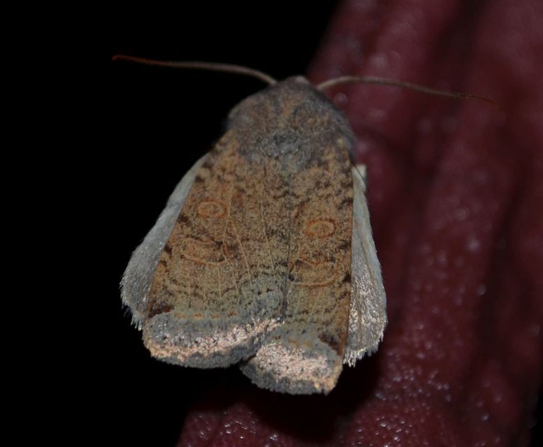 Conistra veronicae - veronika-őszibagoly