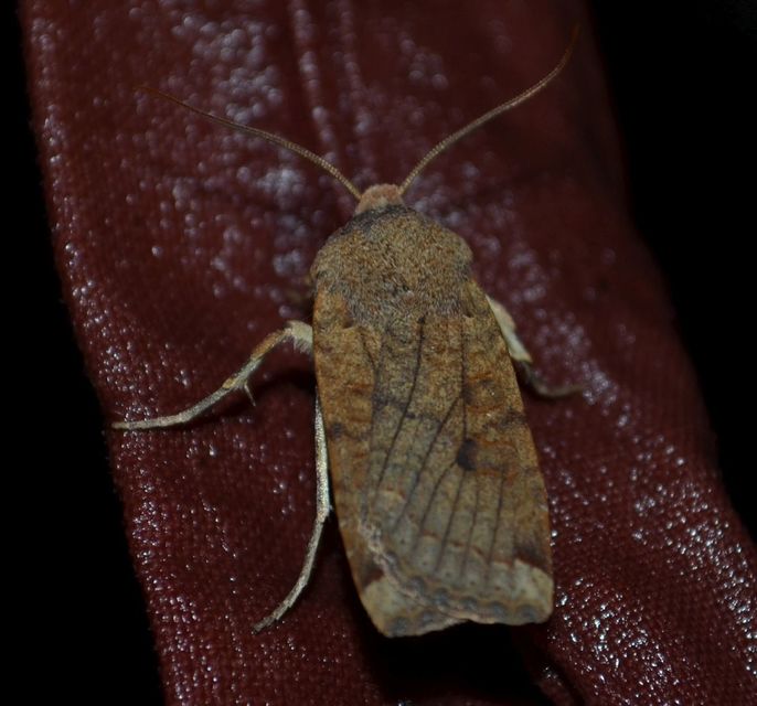 Conistra veronicae - veronika-őszibagoly