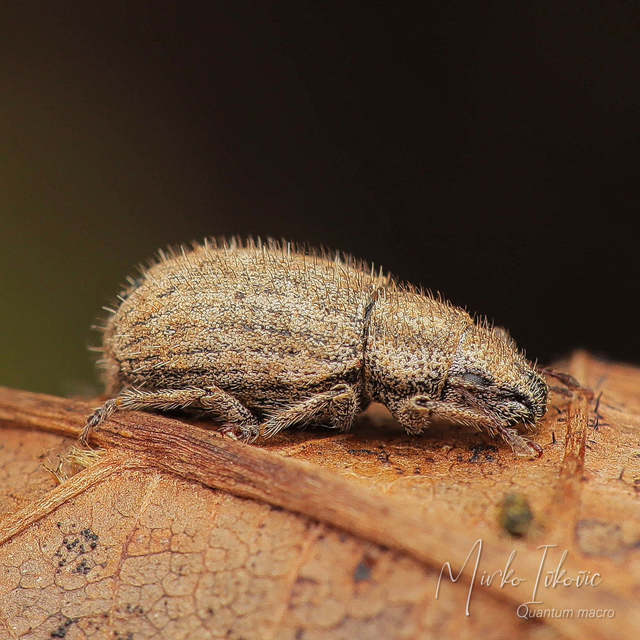 Strophomorphus porcellus - szálkásszőrű ormányos