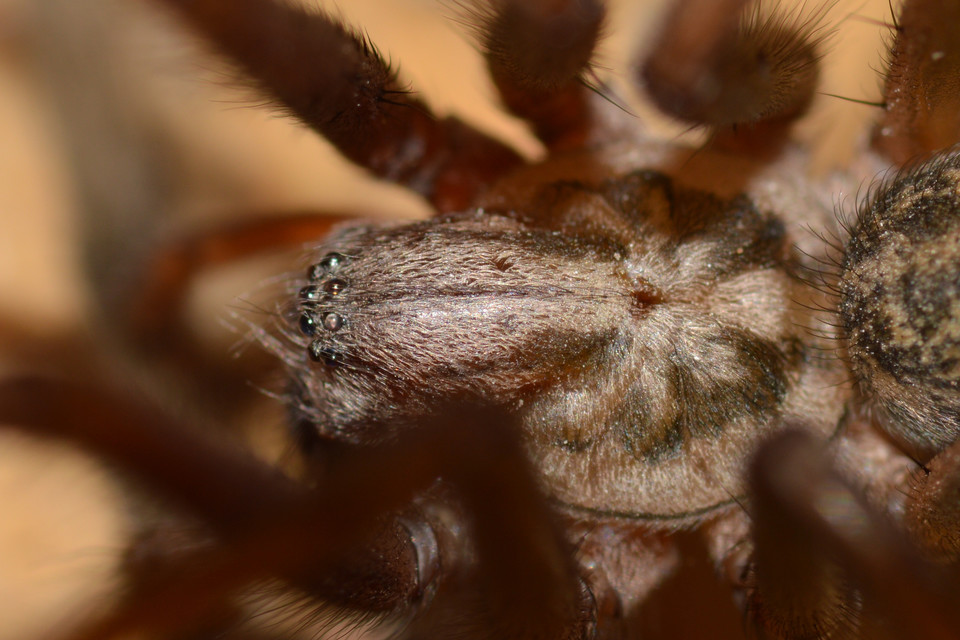 Eratigena atrica - nagy zugpók