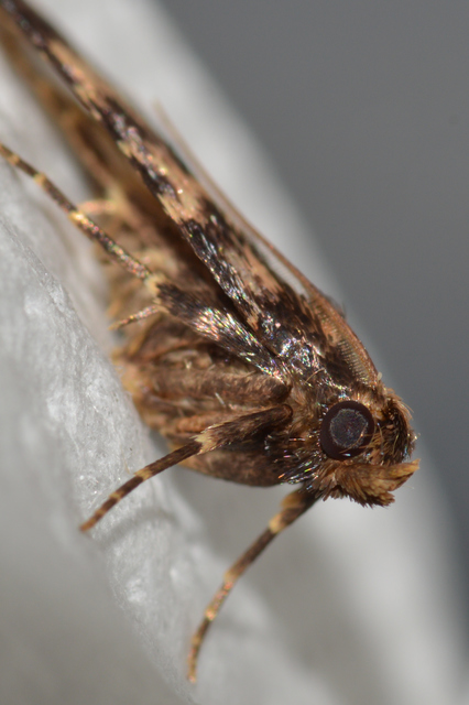 Aglossa caprealis - kis zsiradékmoly