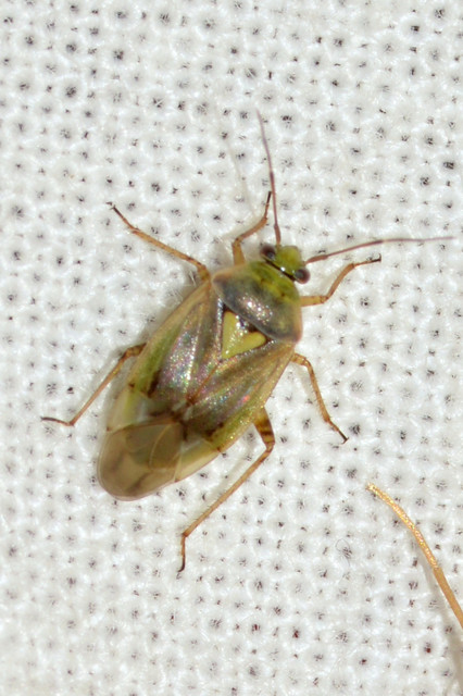 Lygus rugulipennis - molyhos mezeipoloska