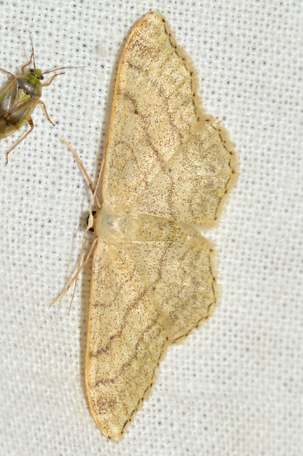 Idaea deversaria - egyszínű sávosaraszoló