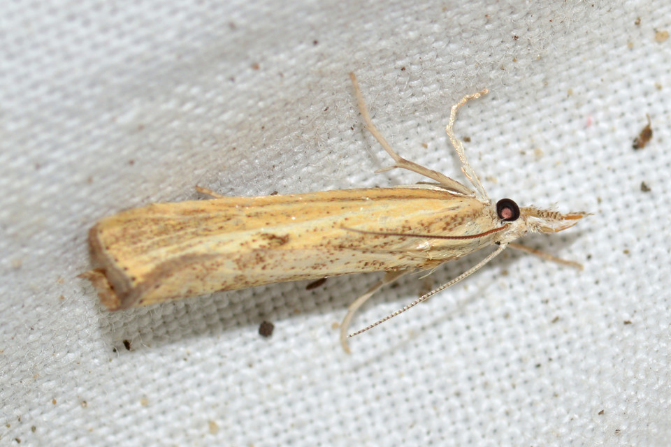 Agriphila inquinatella - közönséges fűgyökérmoly