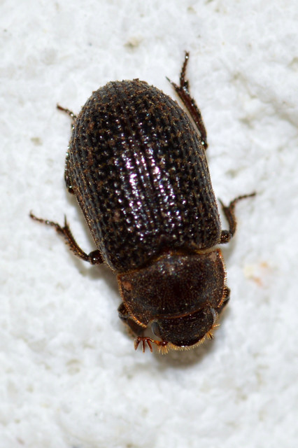 Trox perrisii - fészeklakó irhabogár