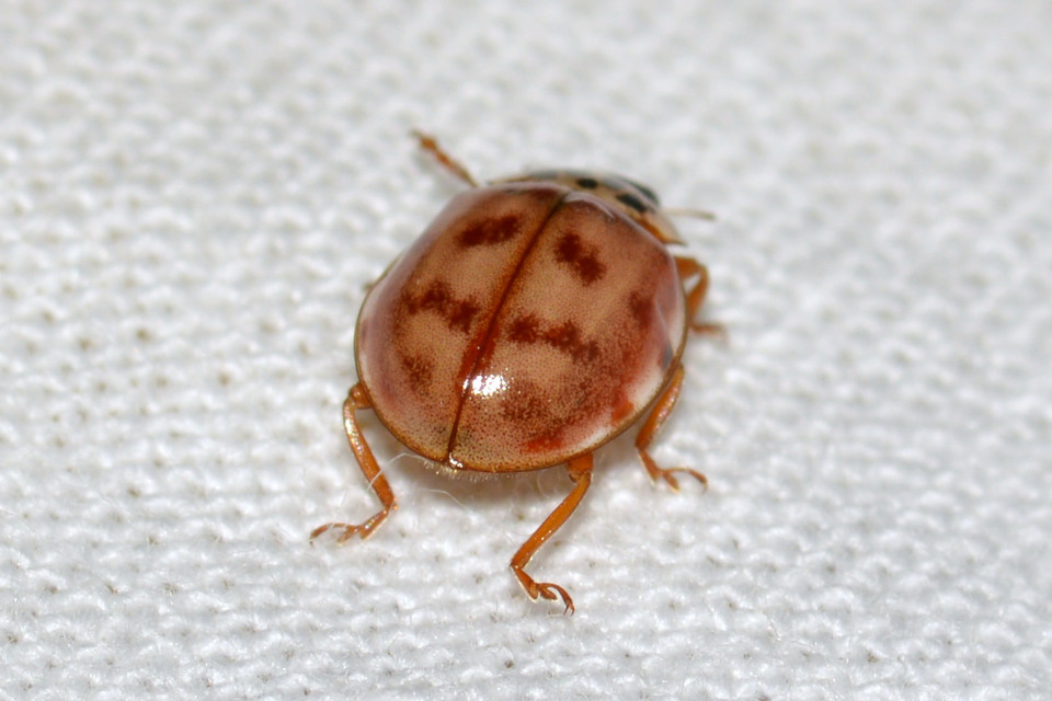 Harmonia quadripunctata - négypettyes katica