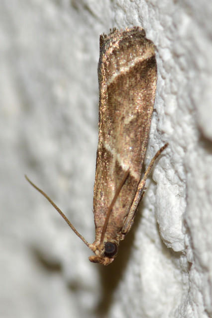 Nyctegretis lineana - agátszínű karcsúmoly
