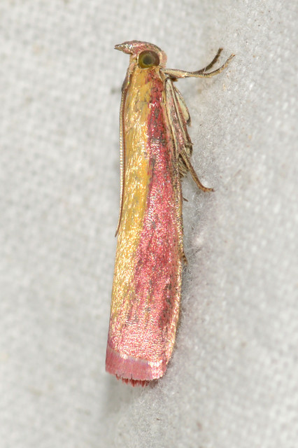 Oncocera semirubella - lucernamoly
