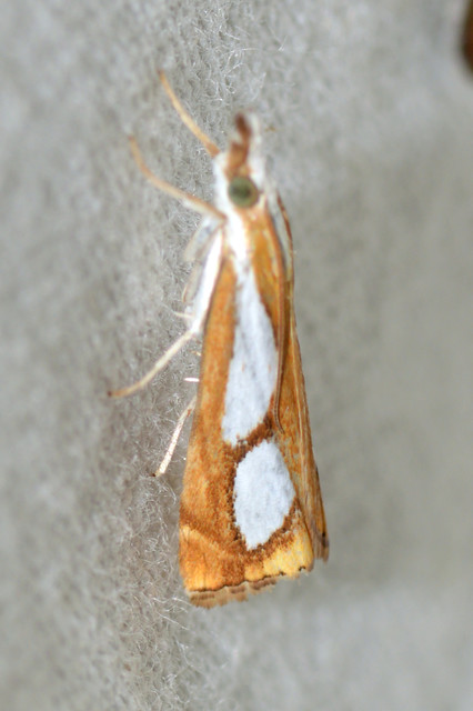 Catoptria pinella - ezüstös fűgyökérmoly