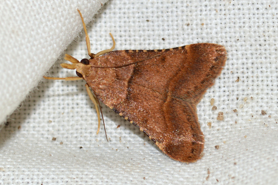 Stemmatophora brunnealis - barna fényilonca