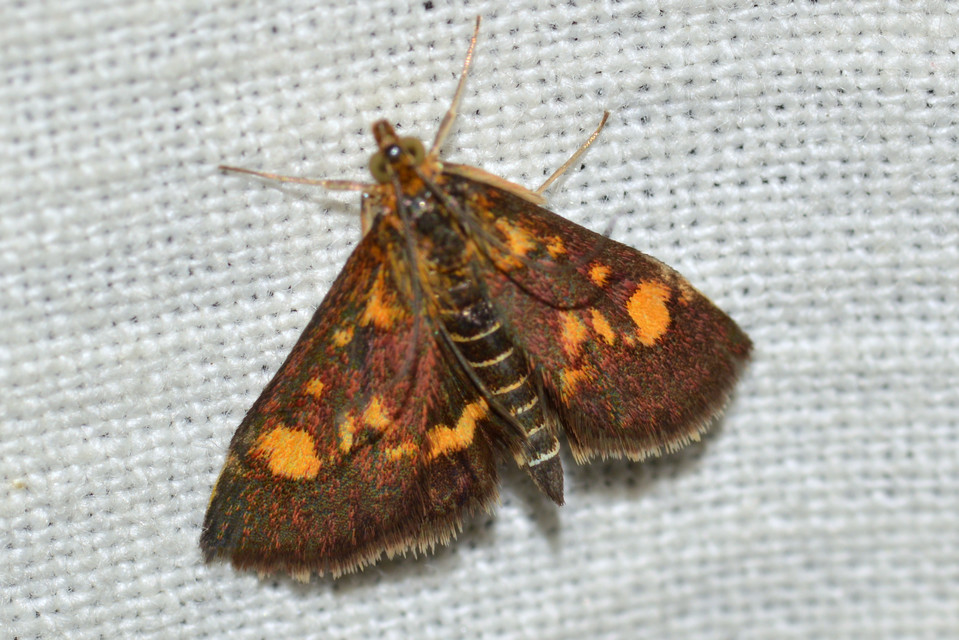 Pyrausta aurata - aranyló bíbormoly