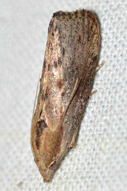 Galleria mellonella - nagy viaszmoly