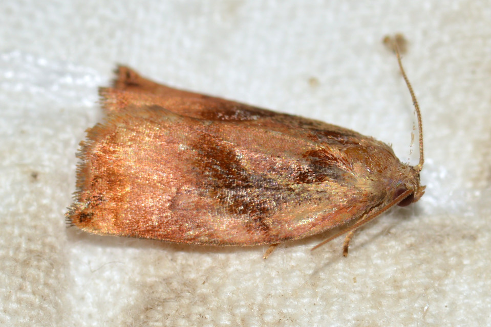 Archips podana - dudvarágó sodrómoly