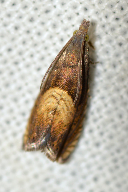 Dichrorampha