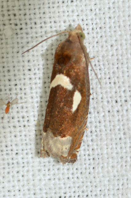 Epiblema foenella - kampósfoltú tükrösmoly