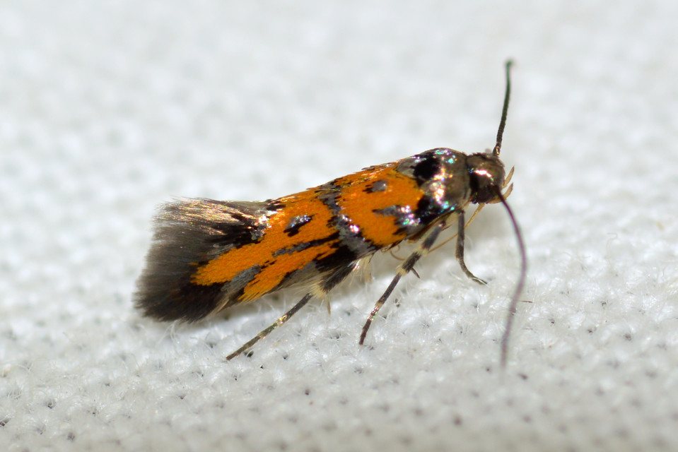 Chrysoesthia drurella - labodarágó sarlósmoly