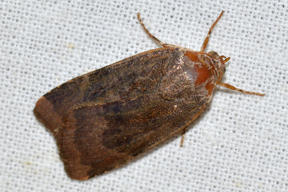Noctua janthe/janthina