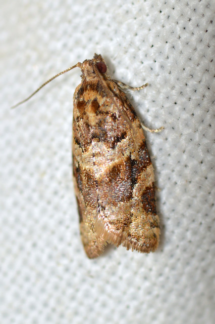 Argyrotaenia ljungiana - ékes sodrómoly