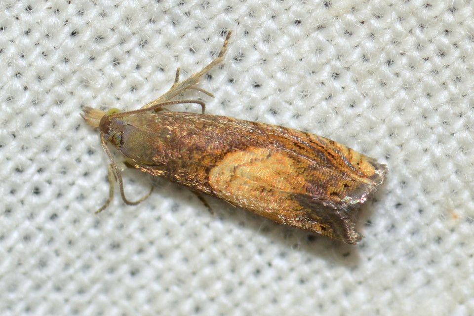 Dichrorampha