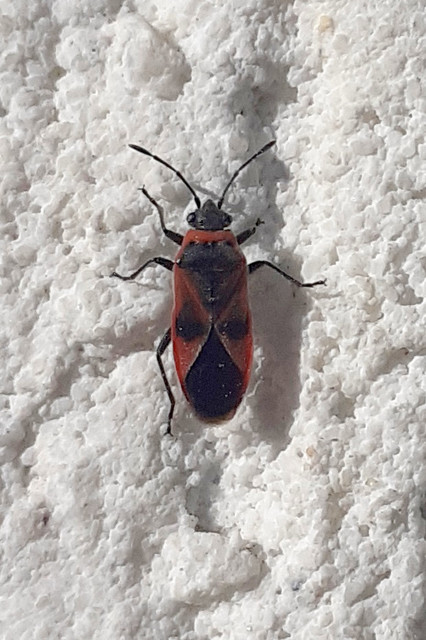 Arocatus roeselii