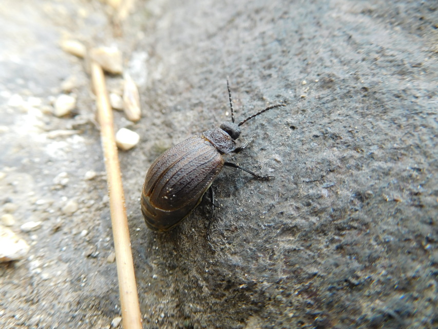 Galeruca pomonae - barna olajosbogár