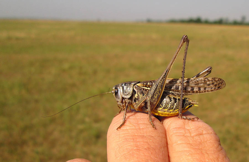 Decticus verrucivorus - szemölcsevő szöcske