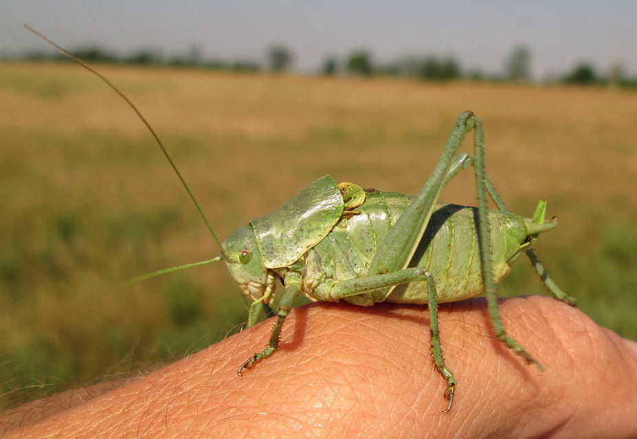 Polysarcus denticauda - fogasfarkú szöcske