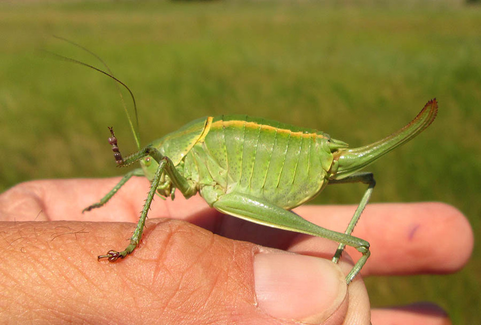 Polysarcus denticauda - fogasfarkú szöcske