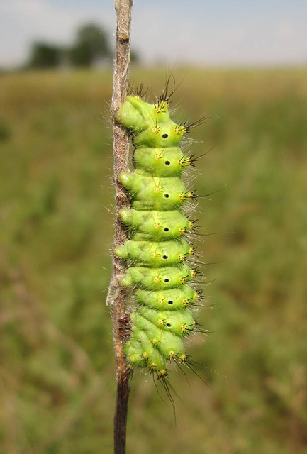 Saturnia pavoniella/pavonia