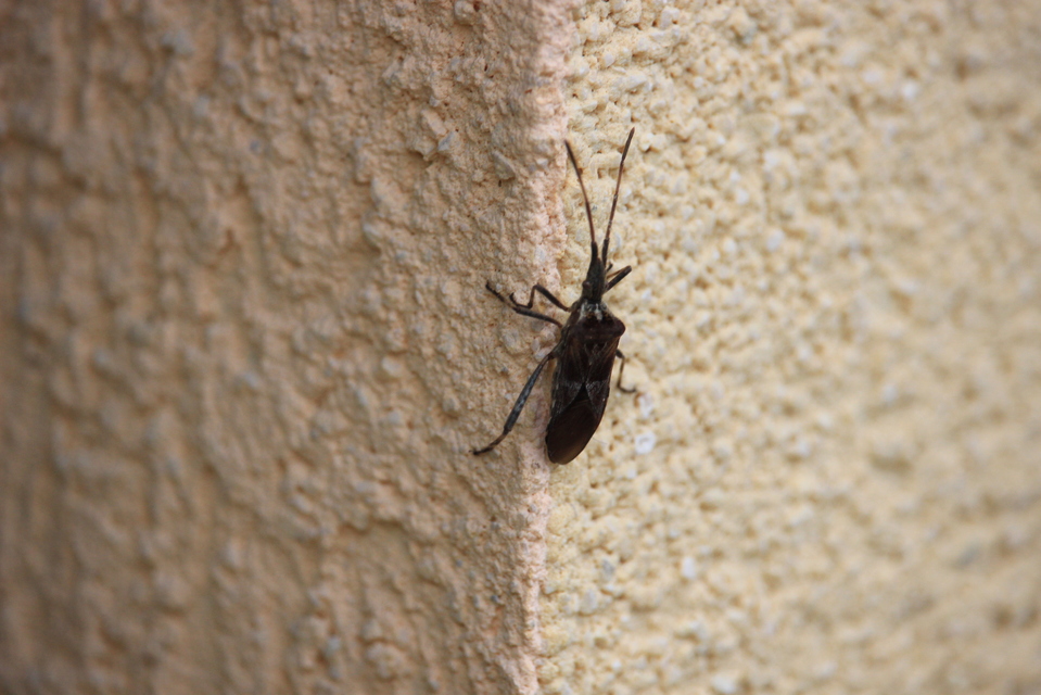 Leptoglossus occidentalis - nyugati levéllábú poloska