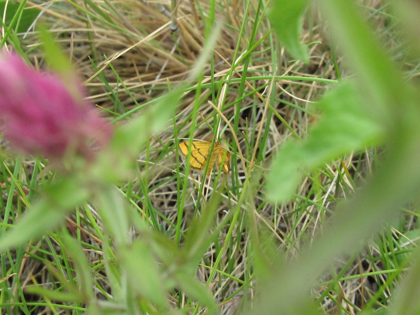 Idaea aureolaria - aranyos sávosaraszoló