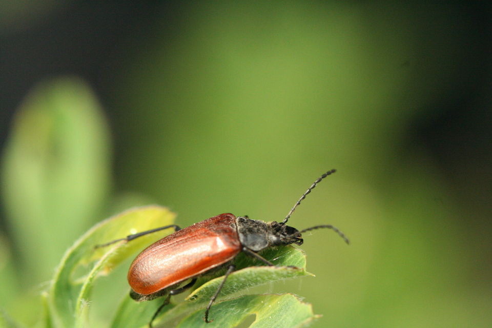 Omophlus proteus - közönséges pejbogár Omophlus proteus - közönséges pejbogár