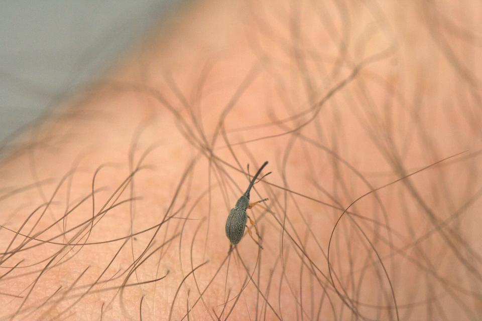 Rhopalapion longirostre - mályvarózsa-cickányormányos