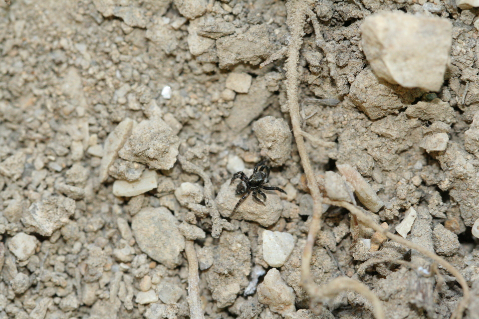 Pseudeuophrys erratica