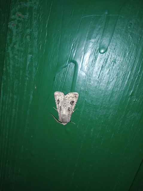 Agrotis bigramma - kétjegyű földibagoly