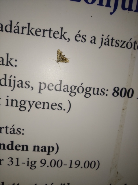 Elophila nymphaeata - tarka vízimoly