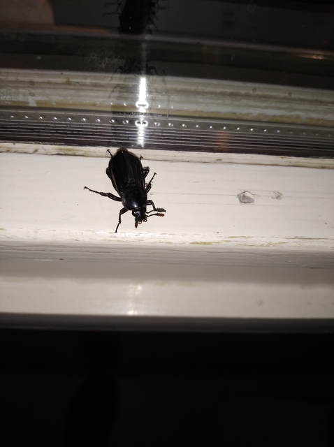 Necrodes littoralis - nagy dögbogár