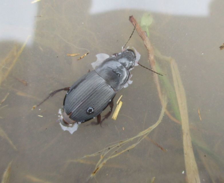 Harpalus caspius - keleti lomhafutó